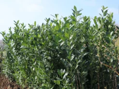 Kirschlorbeer / Lorbeerkirsche 'Caucasica' -Deutschland Garten Funk Verkaufs-Shop kirschlorbeer lorbeerkirsche caucasica m002172 w 6