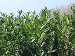 Kirschlorbeer / Lorbeerkirsche 'Caucasica' -Deutschland Garten Funk Verkaufs-Shop kirschlorbeer lorbeerkirsche caucasica m002172 w 7