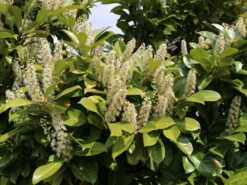Kirschlorbeer / Lorbeerkirsche 'Caucasica' -Deutschland Garten Funk Verkaufs-Shop kirschlorbeer lorbeerkirsche caucasica m002172 w 9