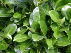 Kirschlorbeer / Lorbeerkirsche 'Etna' ® -Deutschland Garten Funk Verkaufs-Shop kirschlorbeer lorbeerkirsche etna m004352 w 0