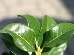 Kirschlorbeer / Lorbeerkirsche 'Etna' ® -Deutschland Garten Funk Verkaufs-Shop kirschlorbeer lorbeerkirsche etna m004352 w 1