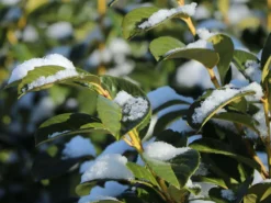 Kirschlorbeer / Lorbeerkirsche 'Etna' ® -Deutschland Garten Funk Verkaufs-Shop kirschlorbeer lorbeerkirsche etna m004352 w 4