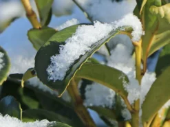 Kirschlorbeer / Lorbeerkirsche 'Etna' ® -Deutschland Garten Funk Verkaufs-Shop kirschlorbeer lorbeerkirsche etna m004352 w 5
