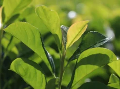 Kirschlorbeer / Lorbeerkirsche 'Etna' ® -Deutschland Garten Funk Verkaufs-Shop kirschlorbeer lorbeerkirsche etna m004352 w 7