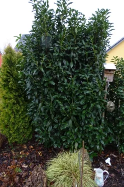 Kirschlorbeer / Lorbeerkirsche 'Genolia' ® -Deutschland Garten Funk Verkaufs-Shop kirschlorbeer lorbeerkirsche genolia m012192 456086 0