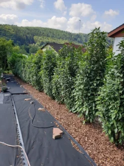 Kirschlorbeer / Lorbeerkirsche 'Genolia' ® -Deutschland Garten Funk Verkaufs-Shop kirschlorbeer lorbeerkirsche genolia m012192 844343 0