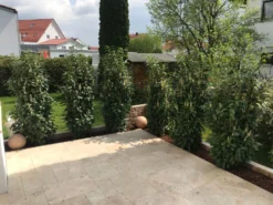 Kirschlorbeer / Lorbeerkirsche 'Genolia' ® -Deutschland Garten Funk Verkaufs-Shop kirschlorbeer lorbeerkirsche genolia m012192 877949 0