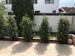 Kirschlorbeer / Lorbeerkirsche 'Genolia' ® -Deutschland Garten Funk Verkaufs-Shop kirschlorbeer lorbeerkirsche genolia m012192 877949 1