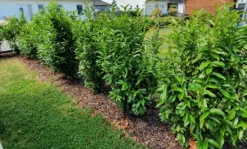 Kirschlorbeer / Lorbeerkirsche 'Genolia' ® -Deutschland Garten Funk Verkaufs-Shop kirschlorbeer lorbeerkirsche genolia m012192 985819 0