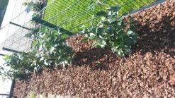 Kirschlorbeer / Lorbeerkirsche 'Genolia' ® -Deutschland Garten Funk Verkaufs-Shop kirschlorbeer lorbeerkirsche genolia m012192 985819 3