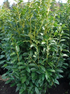 Kirschlorbeer / Lorbeerkirsche 'Genolia' ® -Deutschland Garten Funk Verkaufs-Shop kirschlorbeer lorbeerkirsche genolia m012192 w 1