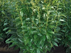 Kirschlorbeer / Lorbeerkirsche 'Genolia' ® -Deutschland Garten Funk Verkaufs-Shop kirschlorbeer lorbeerkirsche genolia m012192 w 2