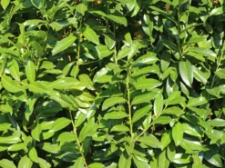 Kirschlorbeer / Lorbeerkirsche 'Genolia' ® -Deutschland Garten Funk Verkaufs-Shop kirschlorbeer lorbeerkirsche genolia m012192 w 3