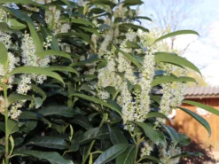 Kirschlorbeer / Lorbeerkirsche 'Genolia' ® -Deutschland Garten Funk Verkaufs-Shop kirschlorbeer lorbeerkirsche genolia m012192 w 4