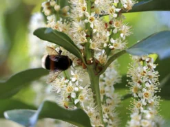 Kirschlorbeer / Lorbeerkirsche 'Genolia' ® -Deutschland Garten Funk Verkaufs-Shop kirschlorbeer lorbeerkirsche genolia m012192 w 5