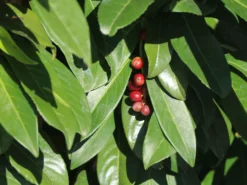 Kirschlorbeer / Lorbeerkirsche 'Genolia' ® -Deutschland Garten Funk Verkaufs-Shop kirschlorbeer lorbeerkirsche genolia m012192 w 6