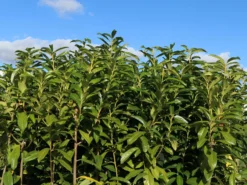 Kirschlorbeer / Lorbeerkirsche 'Genolia' ® -Deutschland Garten Funk Verkaufs-Shop kirschlorbeer lorbeerkirsche genolia m012192 w 7