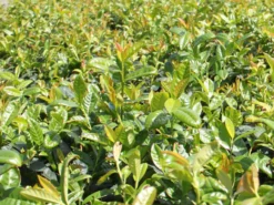 Deutschland Garten Funk Verkaufs-Shop -Deutschland Garten Funk Verkaufs-Shop kirschlorbeer lorbeerkirsche kleopatra m047537 w 0