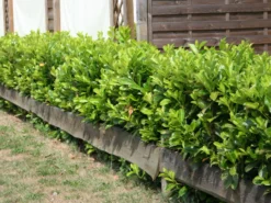 Kirschlorbeer / Lorbeerkirsche 'Rotundifolia'