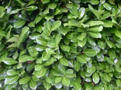 Kirschlorbeer / Lorbeerkirsche 'Rotundifolia' -Deutschland Garten Funk Verkaufs-Shop kirschlorbeer lorbeerkirsche rotundifolia m002170 w 0