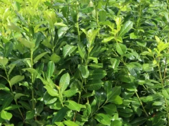 Kirschlorbeer / Lorbeerkirsche 'Rotundifolia' -Deutschland Garten Funk Verkaufs-Shop kirschlorbeer lorbeerkirsche rotundifolia m002170 w 1