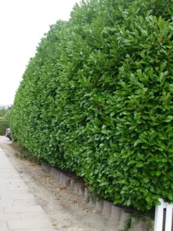 Kirschlorbeer / Lorbeerkirsche 'Rotundifolia' -Deutschland Garten Funk Verkaufs-Shop kirschlorbeer lorbeerkirsche rotundifolia m002170 w 2