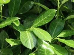 Kirschlorbeer / Lorbeerkirsche 'Rotundifolia' -Deutschland Garten Funk Verkaufs-Shop kirschlorbeer lorbeerkirsche rotundifolia m002170 w 3