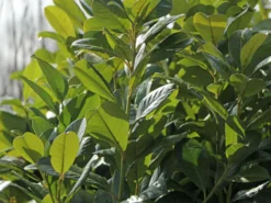 Kirschlorbeer / Lorbeerkirsche 'Rotundifolia' -Deutschland Garten Funk Verkaufs-Shop kirschlorbeer lorbeerkirsche rotundifolia m002170 w 4