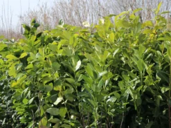 Kirschlorbeer / Lorbeerkirsche 'Rotundifolia' -Deutschland Garten Funk Verkaufs-Shop kirschlorbeer lorbeerkirsche rotundifolia m002170 w 5