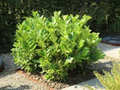 Kirschlorbeer / Lorbeerkirsche 'Rotundifolia' -Deutschland Garten Funk Verkaufs-Shop kirschlorbeer lorbeerkirsche rotundifolia m002170 w 6