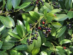 Kirschlorbeer / Lorbeerkirsche 'Rotundifolia' -Deutschland Garten Funk Verkaufs-Shop kirschlorbeer lorbeerkirsche rotundifolia m002170 w 8