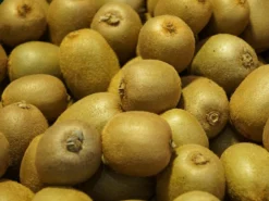 Deutschland Garten Funk Verkaufs-Shop 12 Kiwi 'Hayward' Weiblich