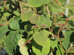 Kiwi 'Hayward' Weiblich -Deutschland Garten Funk Verkaufs-Shop kiwi hayward weiblich m002534 w 2