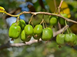 Deutschland Garten Funk Verkaufs-Shop 10 Kiwi 'Issai'