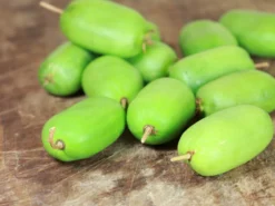 Deutschland Garten Funk Verkaufs-Shop -Deutschland Garten Funk Verkaufs-Shop kiwi issai m002532 w 0