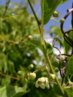 Kiwi 'Issai' -Deutschland Garten Funk Verkaufs-Shop kiwi issai m002532 w 1