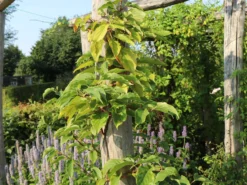 Kiwi 'Issai' -Deutschland Garten Funk Verkaufs-Shop kiwi issai m002532 w 3