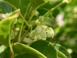 Kiwi 'Issai' -Deutschland Garten Funk Verkaufs-Shop kiwi issai selbstfruchtend m002532 w 0