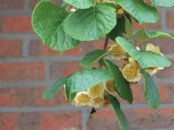 Kiwi 'Tomuri' -Deutschland Garten Funk Verkaufs-Shop kiwi tomuri m081618 w 0