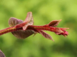 Kiwi 'Tomuri' -Deutschland Garten Funk Verkaufs-Shop kiwi tomuri m081618 w 1