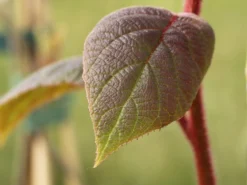 Kiwi 'Tomuri' -Deutschland Garten Funk Verkaufs-Shop kiwi tomuri m081618 w 2