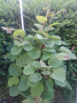 Kiwipaket 'Hayward' Weiblich Und 'Atlas' / Männlich -Deutschland Garten Funk Verkaufs-Shop kiwipaket hayward weiblich und atlas maennlich m049883 193676 1