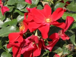 Klein-Strauchrose NektarGarten ® 'Alexander Von Humboldt' -Deutschland Garten Funk Verkaufs-Shop klein strauchrose nektargarten alexander von humboldt m113596 w 0