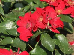 Klein-Strauchrose NektarGarten ® 'Alexander Von Humboldt' -Deutschland Garten Funk Verkaufs-Shop klein strauchrose nektargarten alexander von humboldt m113596 w 1