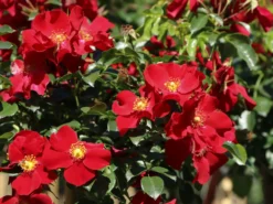 Klein-Strauchrose NektarGarten ® 'Alexander Von Humboldt' -Deutschland Garten Funk Verkaufs-Shop klein strauchrose nektargarten alexander von humboldt m113596 w 2