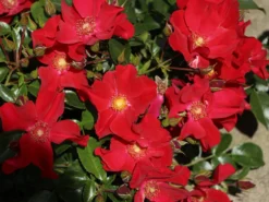 Klein-Strauchrose NektarGarten ® 'Alexander Von Humboldt' -Deutschland Garten Funk Verkaufs-Shop klein strauchrose nektargarten alexander von humboldt m113596 w 3