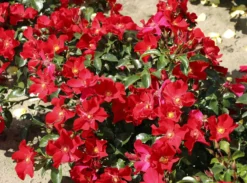 Klein-Strauchrose NektarGarten ® 'Alexander Von Humboldt' -Deutschland Garten Funk Verkaufs-Shop klein strauchrose nektargarten alexander von humboldt m113596 w 4