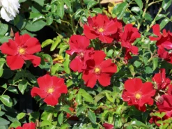 Klein-Strauchrose NektarGarten ® 'Alexander Von Humboldt' -Deutschland Garten Funk Verkaufs-Shop klein strauchrose nektargarten alexander von humboldt m113596 w 6