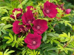 Klein-Strauchrose Strandperle ® 'Norderney'