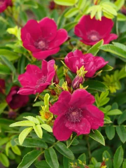 Klein-Strauchrose Strandperle ® 'Norderney' -Deutschland Garten Funk Verkaufs-Shop klein strauchrose strandperle norderney m113607 w 0